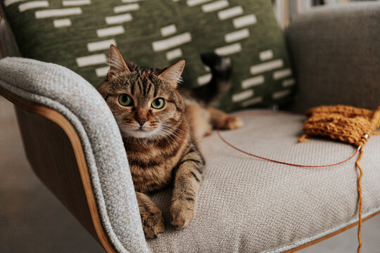 Tabby cat relaxing on chair with knitting yarn in cozy home setting