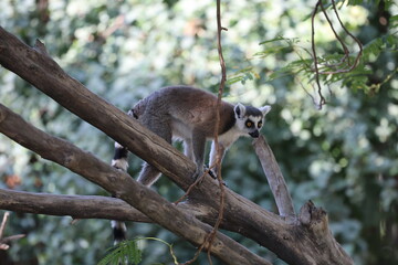 Lemurs climbing branches. a funny lemur in an enclosure. High quality photo © Broker_Aleksandr