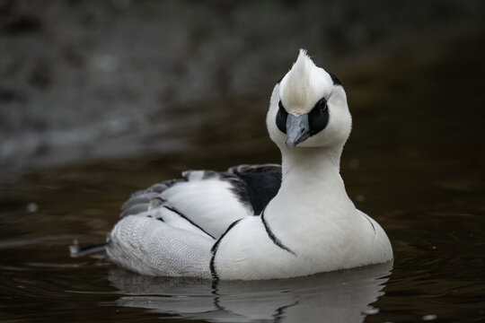 A male smew swimming on the water.
