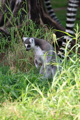 Obraz premium Lemurs climbing branches. a funny lemur in an enclosure. High quality photo