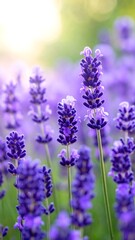 Obraz premium Close-up of lavender plants in full bloom, with a soft focus and gentle sunlight enhancing the purple and green hues