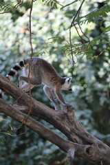 Obraz premium Lemurs climbing branches. a funny lemur in an enclosure. High quality photo