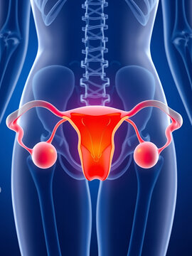 Uterus, womb, ovaries, female x-ray style, internal organs 3D render, anatomy of the human body, blue background