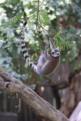 Obraz premium Lemurs climbing branches. a funny lemur in an enclosure. High quality photo