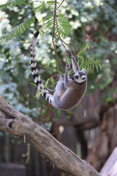 Lemurs climbing branches. a funny lemur in an enclosure. High quality photo