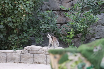 Lemurs climbing branches. a funny lemur in an enclosure. High quality photo © Broker_Aleksandr