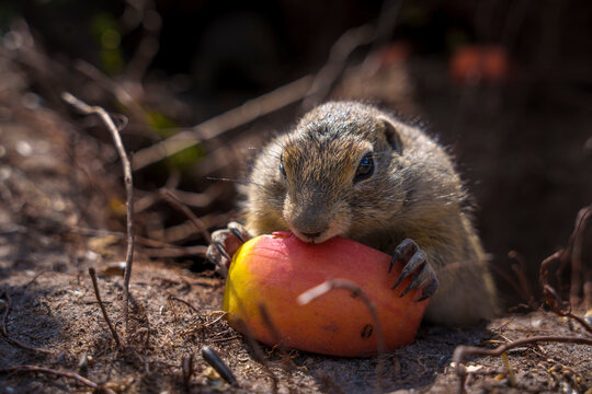Cute ground squirrel eating red apple in natural habitat.Warm sunlight, earthy textures, and shallow depth of field create an appealing wildlife scene with playful character