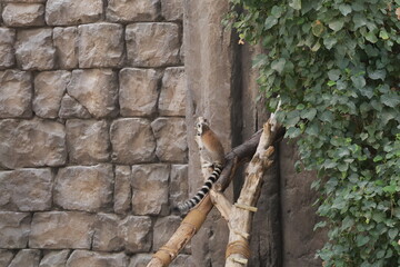 Lemurs climbing branches. a funny lemur in an enclosure. High quality photo © Broker_Aleksandr