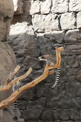 Fototapeta premium Lemurs climbing branches. a funny lemur in an enclosure. High quality photo