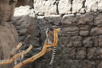 Lemurs climbing branches. a funny lemur in an enclosure. High quality photo © Broker_Aleksandr