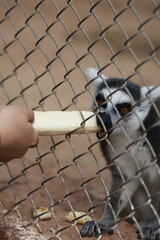 Fototapeta premium Lemurs climbing branches. a funny lemur in an enclosure. feeding lemurs bananas through the cage's mesh. High quality photo