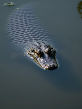 alligator in the water