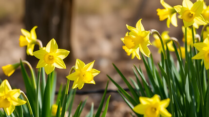 Fototapeta premium bright yellow daffodils a sign of spring