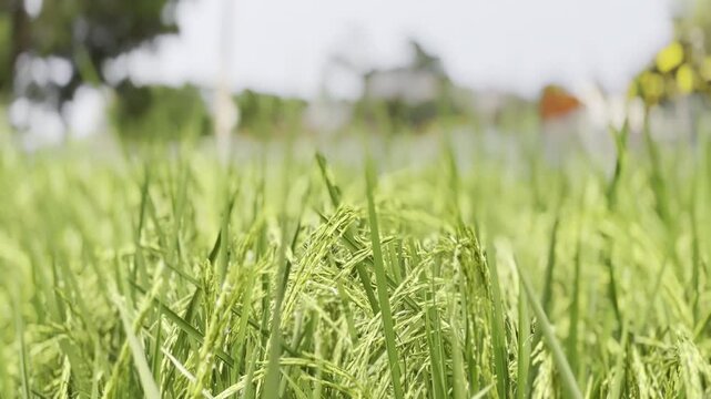 Thailand jasmine rice