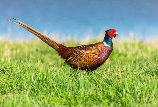 Pheasant in Springtime,  Scientific name Phasianus Colchicus, Colourful male, Ring-necked cock Pheasant in green grass with blue sky background. Facing right.  Horizontal.  Copy space