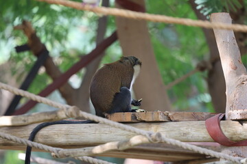 Monkey eating rope. monkey watching at the zoo. High quality photo © Broker_Aleksandr