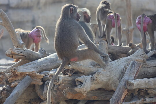 Baboon sitting branch. monkey watching at the zoo. High quality photo