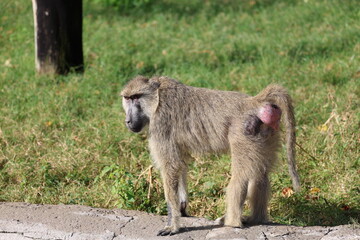 Baboon sitting branch. monkey watching at the zoo. High quality photo © Broker_Aleksandr