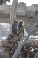 Baboon sitting branch. monkey watching at the zoo. High quality photo © Broker_Aleksandr