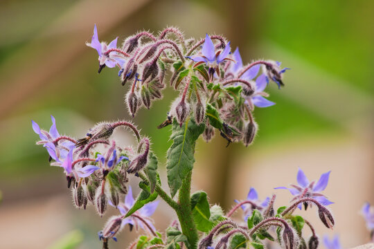 Blooming of borage (Borago officinalis), also known as starflower