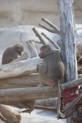 Baboon sitting branch. monkey watching at the zoo. High quality photo © Broker_Aleksandr