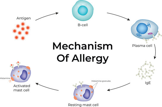Allergy Mechanism. The allergy cascade process detailing the steps from allergen to IgE to mast cell, and then to histamine release.