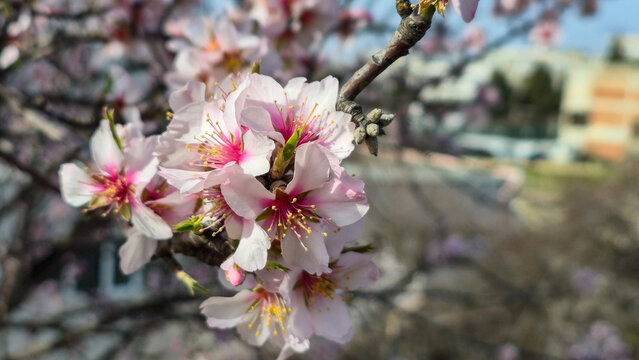 close up of wild apricot blossoms on branch in sunlight, soft bokeh background, spring flowering season, natural outdoor scene, delicate floral beauty