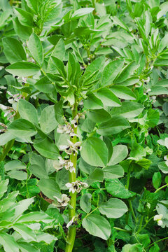 Cultivation of broad beans (Scientific name: Vicia faba) with flowering plants.