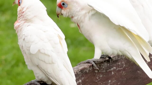 Three Long-billed Corellas Interacting on a Wooden Fence Railing