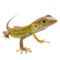Fototapeta premium Lizard sitting on a flat surface showing its colorful skin in bright light during daytime