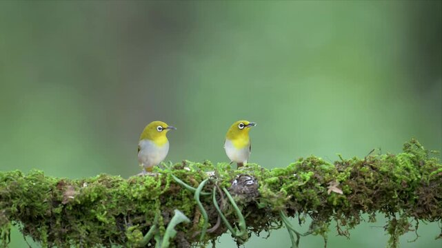 Close up video of Indian White-eye birds perch on a mossy branch and eating in hurry. Soft green background blurs gently behind them. Their bright eyes and delicate feathers stand out.