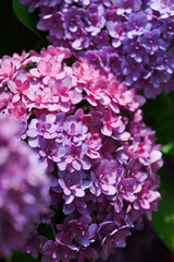 Fototapeta premium purple hydrangea flowers and bushes in Kyoto, Japan