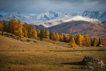Naklejka premium Autumn larch trees in golden color on rolling hills, snow dusted peaks under dramatic clouds and soft late day light.