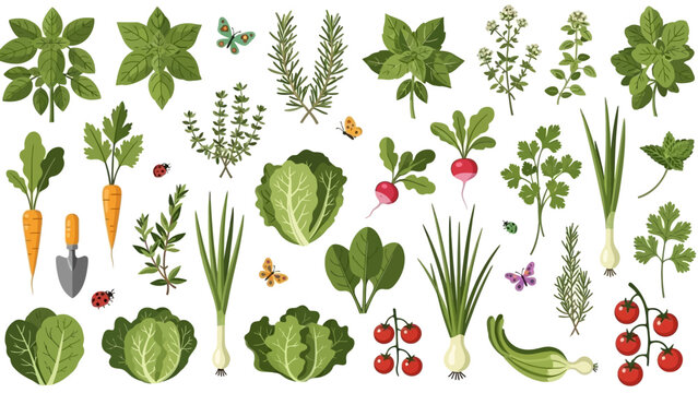 Collection of Various Vegetables and Herbs.