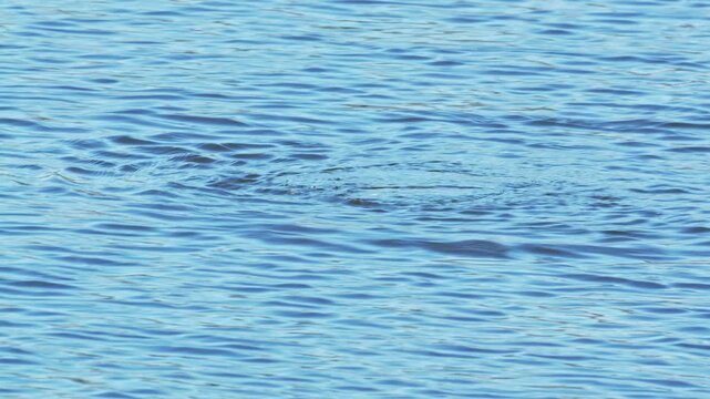 Eurasian coot (Fulica atra) in the wetlands on the Somerst Levels, England