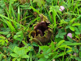 Giant exotic flower blooming among tropical green jungle foliage plants © rayhanzaky