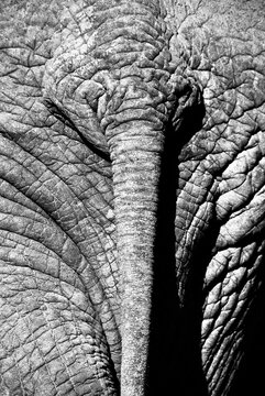 Full frame rear view close-up of An elephants tail and wrinkled skin, Addo, Eastern Cape, South Africa