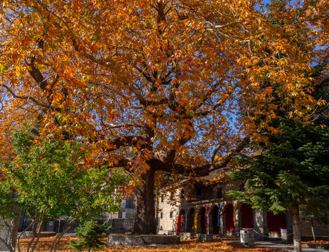 A sycamore tree in a park in the center of the mountain tourist village of Metsovo in the mountains of Epirus in Greece