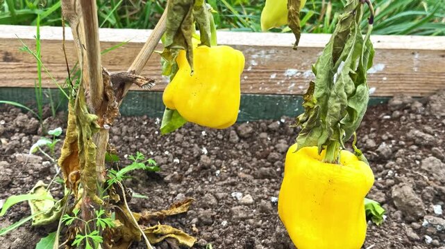 Fresh yellow bell pepper resting among dry leaves