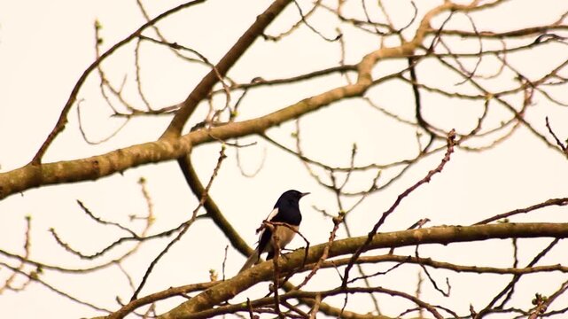 Oriental magpie robin perched on a bare tree branch