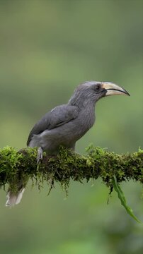 close up video of malabar hornbill perches on mossy branch and looking around. Forest greens blur softly behind. Nature's quiet moment captured