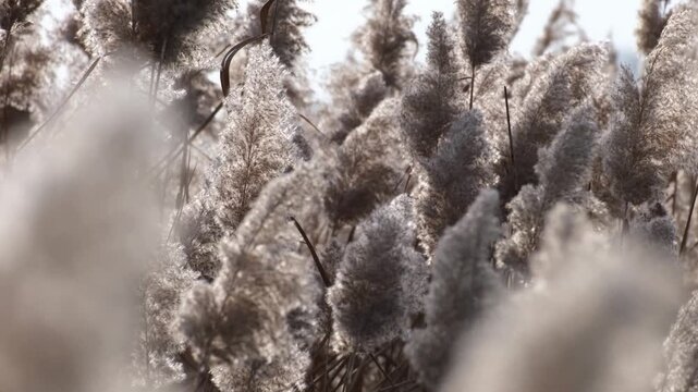 Close-up of brown reed plums swaying by the breeze in amazing backlight. Slow motion calm nature scenery, shallow depth of field. The Great Hungarian Plain on a windy autumn day near Farmos, Hungary.