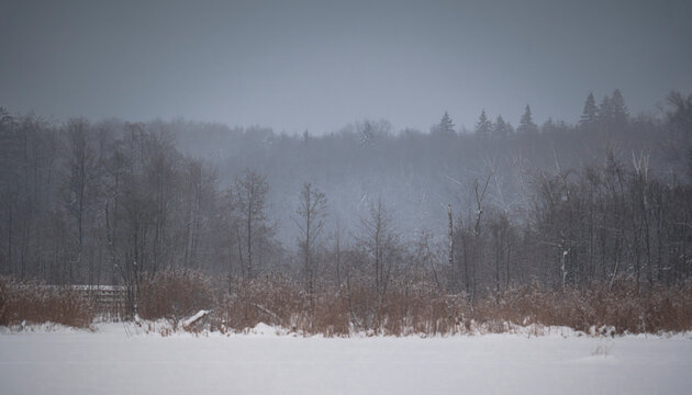 Snow covered field with misty forest edge in winter landscape. Calm seasonal nature scene with muted tones, cold weather, and a quiet remote mood