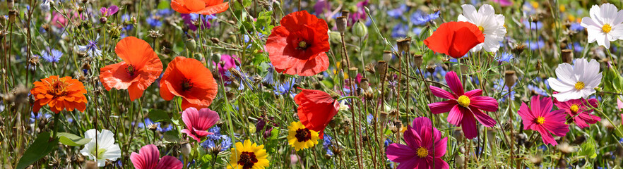 Garten 1561 © K.-U. Häßler