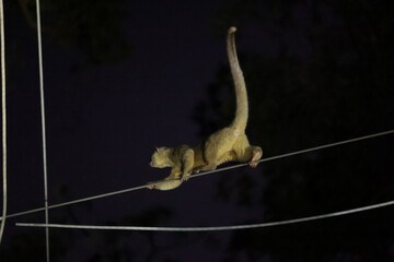 Fototapeta premium kinkajou from costa rica monteverde