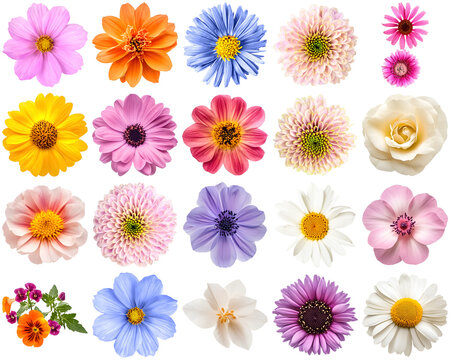 A vibrant photograph of a diverse collection of colorful flower blooms.