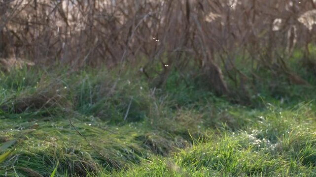 Tiny midges flying above green grass in autumn backlight. Many little mosquitoes dancing in the sunlight on the Great Hungarian Plain near Farmos, Hungary. Swarming insects against the reeds