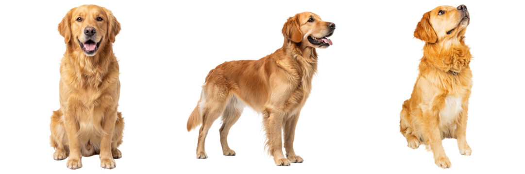 A delightful collection of golden retriever dogs in various poses.