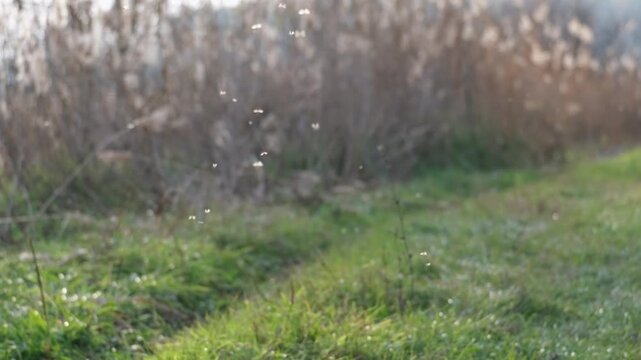 Tiny midges flying up and down above green grass in autumn backlight. Little mosquitoes dancing in the sunlight on the Great Hungarian Plain near Farmos, Hungary. Swarming insects against the reed.