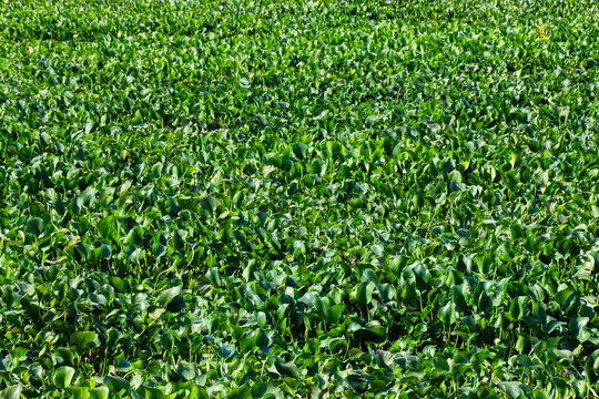 Invasive Water Hyacinth Covering Polluted Freshwater, South Africa